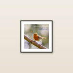 Robin – With Love on Your Birthday (Framed Print)