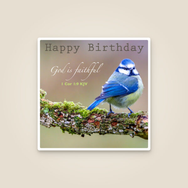 Christmas Card Box – Winter Birds (Pack of 12)