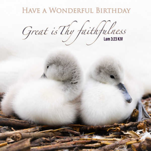 Baby swans card, Lamentations 3:23