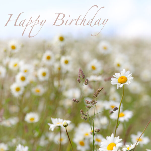 Daisy meadow birthday card