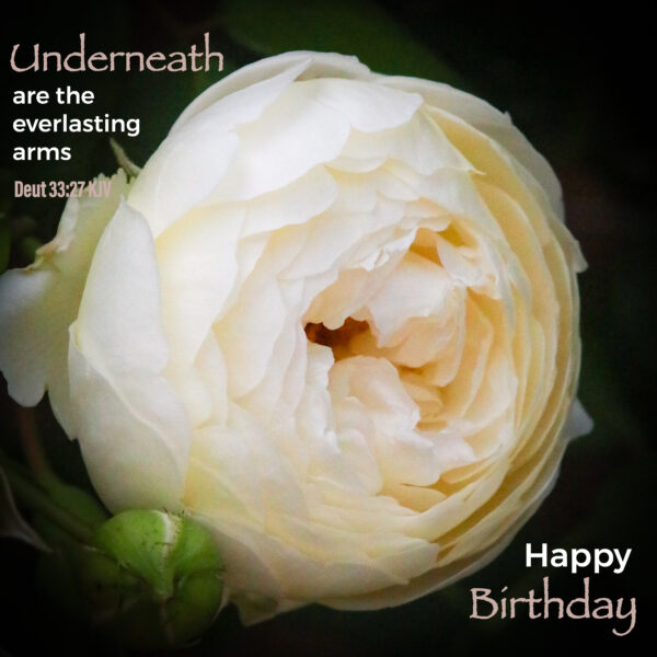 Cream rose card, Deuteronomy 33:27