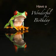 Red-eyed tree frog birthday card