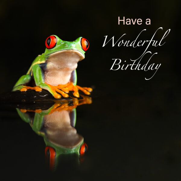 Red-eyed tree frog birthday card