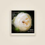 Cream Rose – Everlasting Arms (Journal)