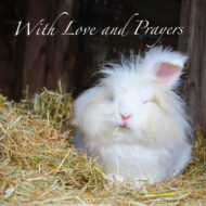 White rabbit card, with love and prayers