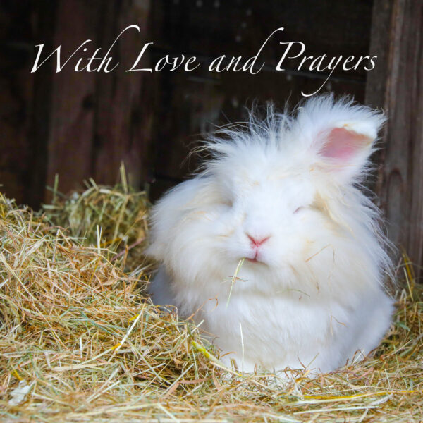 White rabbit card, with love and prayers