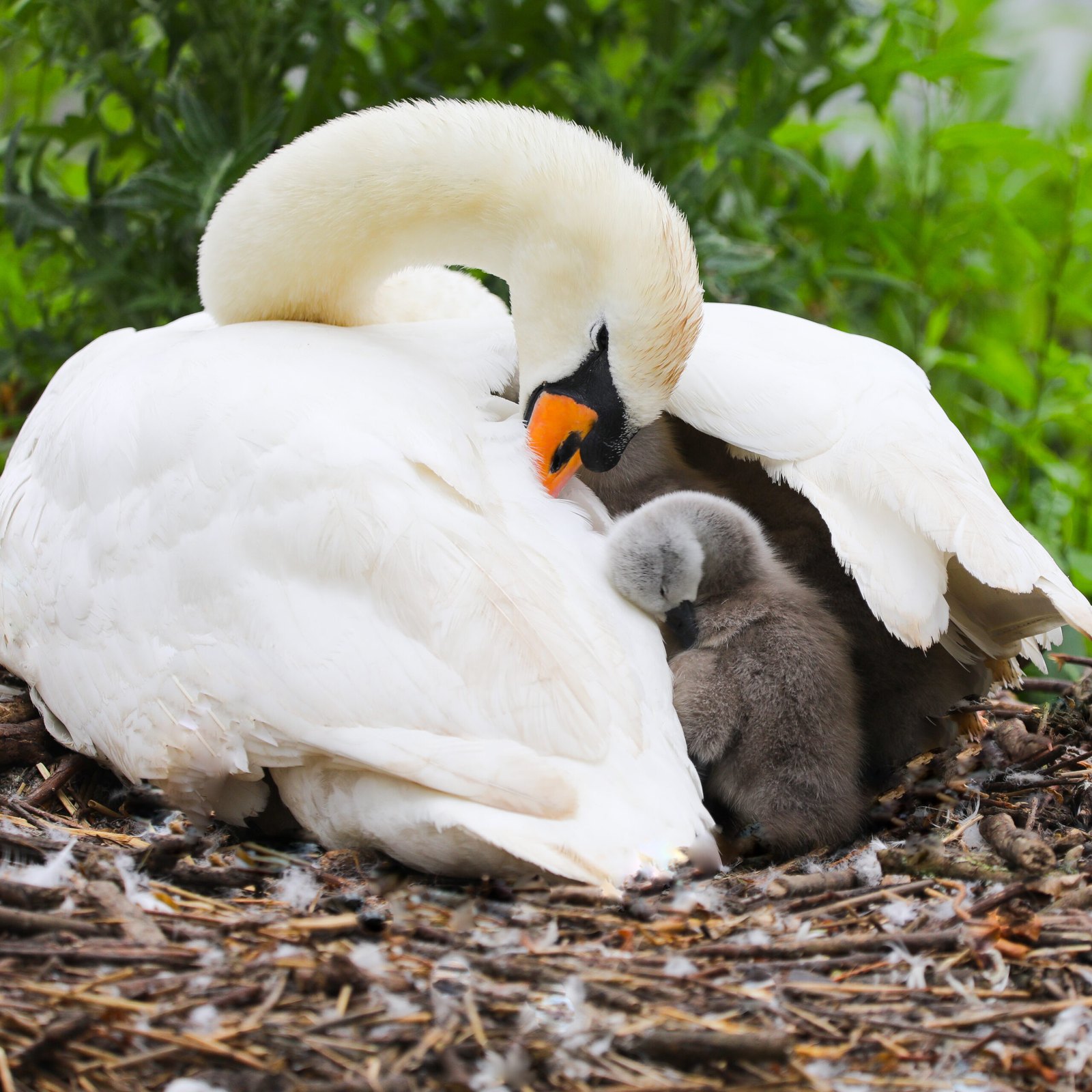A swan sheltering her cygnet